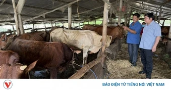 Dịch tả heo Châu Phi bùng phát, Cần Thơ tiêu hủy cả trăm con heo mắc bệnh