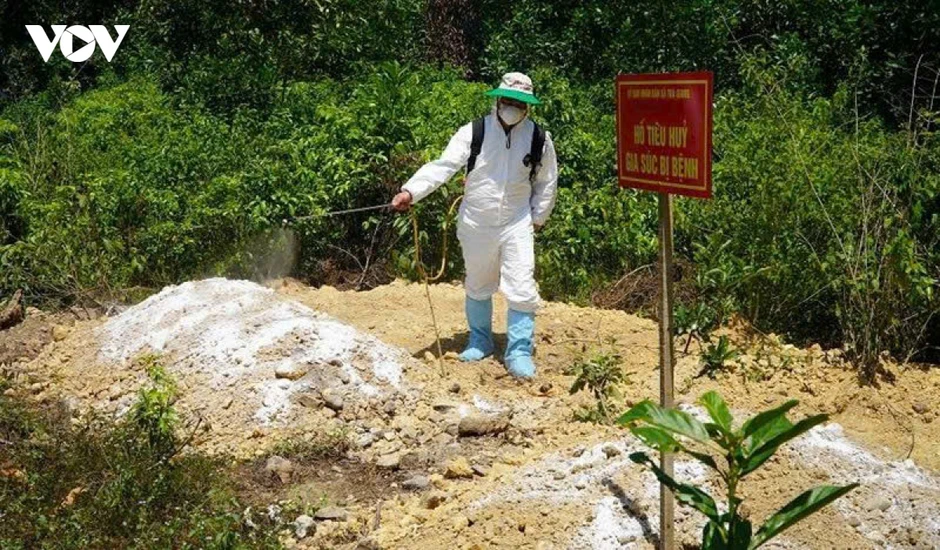 Dịch tả lợn châu Phi diễn biến phức tạp, nguy cơ lây lan cao tại Quảng Ngãi