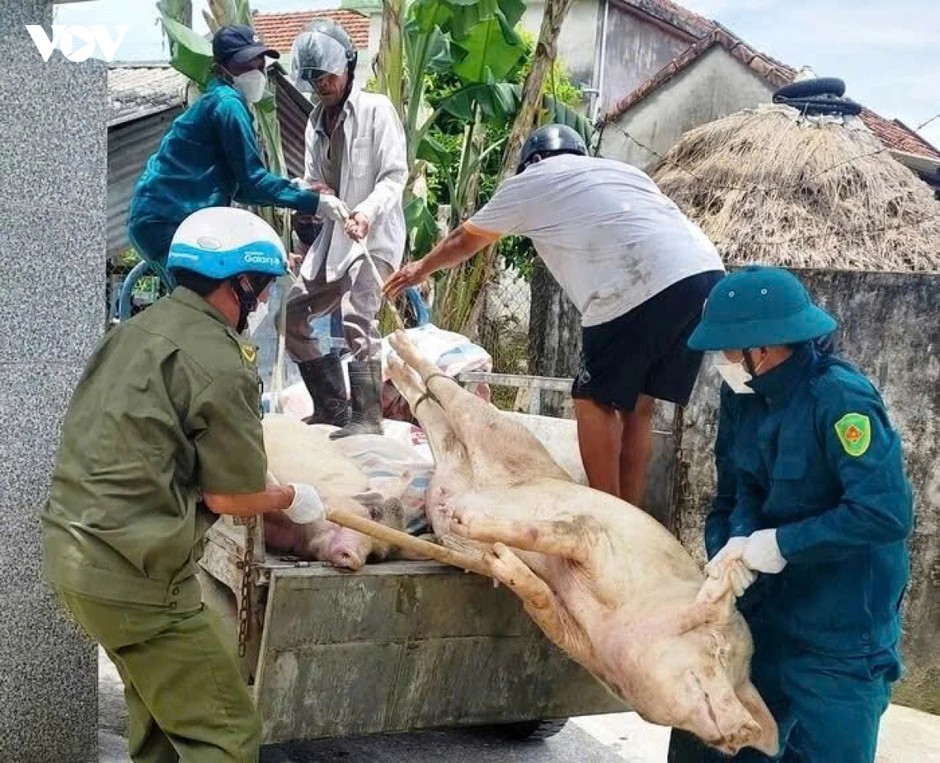 Dịch tả lợn châu Phi diễn biến phức tạp, nguy cơ lây lan cao tại Quảng Ngãi