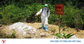 Dịch tả lợn châu Phi diễn biến phức tạp, nguy cơ lây lan cao tại Quảng Ngãi