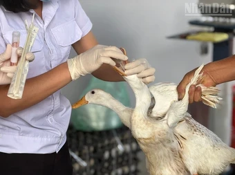 Điện Biên chỉ đạo không được che giấu tình trạng dịch bệnh cúm A(H5N1) trên địa bàn