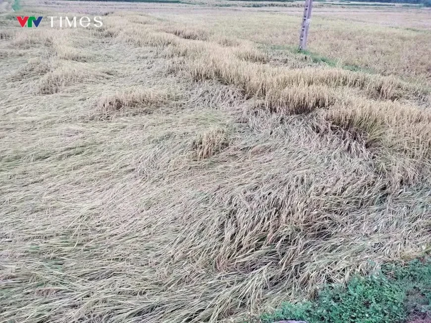 Điện Biên: Dông lốc, mưa đá gây thiệt hại hơn 1 tỷ đồng Điện Biên: Dông lốc, mưa đá gây thiệt hại hơn 1 tỷ đồng