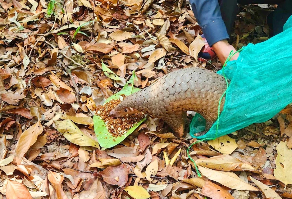 Điều trị chim, tê tê quý bị thương, thả về với tự nhiên Điều trị chim, tê tê quý bị thương, thả về với tự nhiên