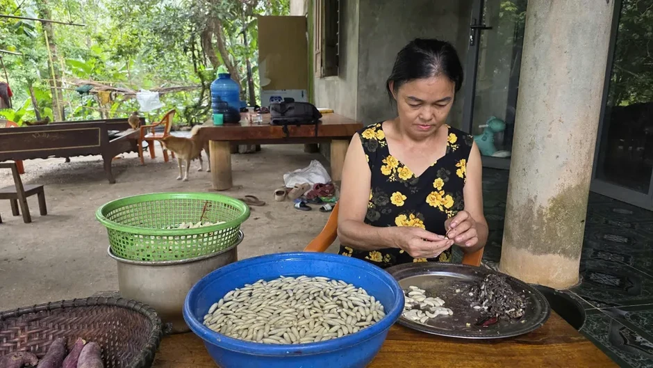 Độc đáo nghề thuần nuôi ong vò vẽ lấy nhộng Độc đáo nghề thuần nuôi ong vò vẽ lấy nhộng