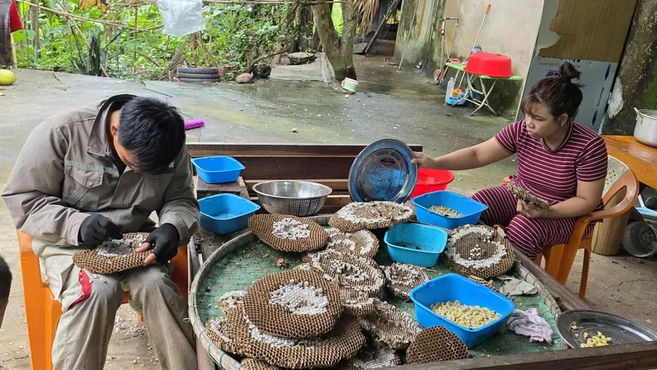 Độc đáo nghề thuần nuôi ong vò vẽ lấy nhộng Độc đáo nghề thuần nuôi ong vò vẽ lấy nhộng