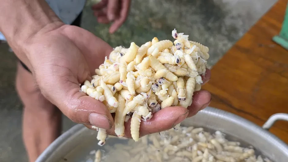 Độc đáo nghề thuần nuôi ong vò vẽ lấy nhộng Độc đáo nghề thuần nuôi ong vò vẽ lấy nhộng