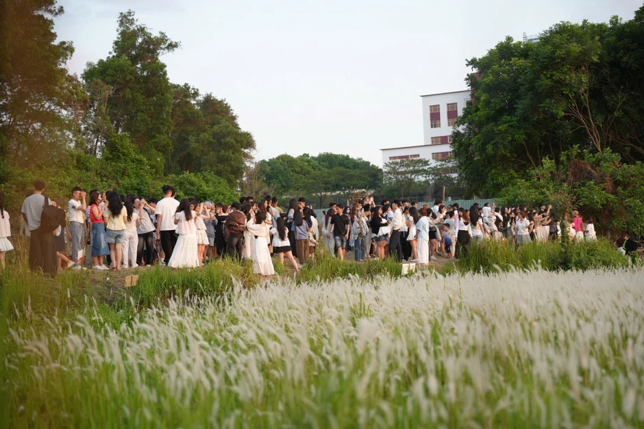 Đón hoàng hôn lãng mạn như phim trường trên cánh đồng cỏ lau ở ĐH Quốc gia TP Hồ Chí Minh Đón hoàng hôn lãng mạn như phim trường trên cánh đồng cỏ lau ở ĐH Quốc gia TP Hồ Chí Minh