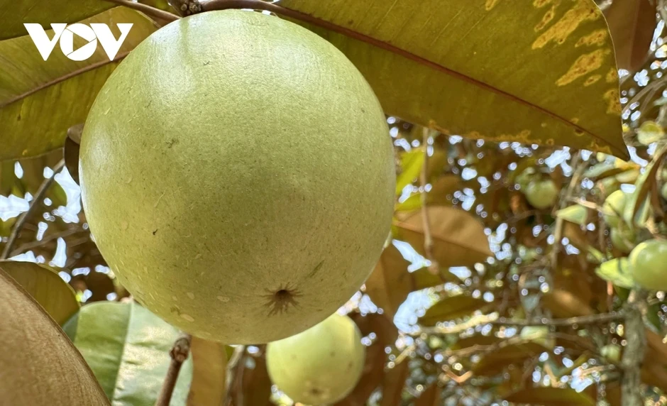 Đồng bằng sông Cửu Long trước áp lực bảo đảm nguồn nước giữa hạn mặn Đồng bằng sông Cửu Long trước áp lực bảo đảm nguồn nước giữa hạn mặn