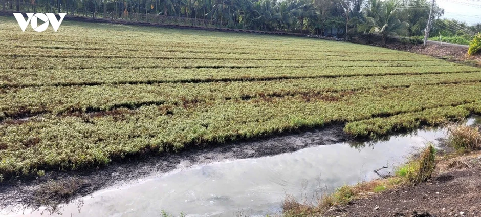 Đồng Tháp: Cây trồng bị thiệt hại nghi do nguồn nước ô nhiễm khoảng 20 tỷ đồng Đồng Tháp: Cây trồng bị thiệt hại nghi do nguồn nước ô nhiễm khoảng 20 tỷ đồng