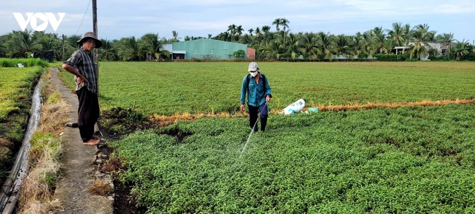 Đồng Tháp: Cây trồng bị thiệt hại nghi do nguồn nước ô nhiễm khoảng 20 tỷ đồng Đồng Tháp: Cây trồng bị thiệt hại nghi do nguồn nước ô nhiễm khoảng 20 tỷ đồng