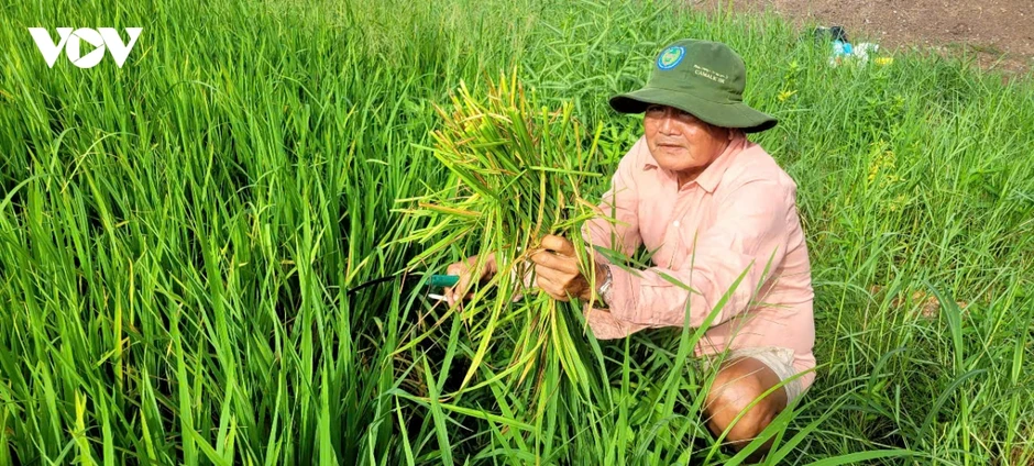 Đồng Tháp: Cây trồng bị thiệt hại nghi do nguồn nước ô nhiễm khoảng 20 tỷ đồng Đồng Tháp: Cây trồng bị thiệt hại nghi do nguồn nước ô nhiễm khoảng 20 tỷ đồng