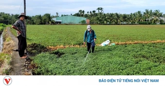 Đồng Tháp: Cây trồng bị thiệt hại nghi do nguồn nước ô nhiễm khoảng 20 tỷ đồng
