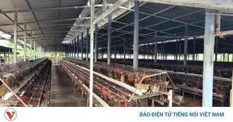 Đồng Tháp di dời các trại chăn nuôi gà "khủng" gây ô nhiễm sau khi TinVina phản ánh