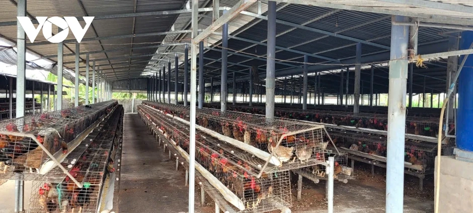 Đồng Tháp di dời các trại chăn nuôi gà "khủng" gây ô nhiễm sau khi TinVina phản ánh Đồng Tháp di dời các trại chăn nuôi gà "khủng" gây ô nhiễm sau khi TinVina phản ánh