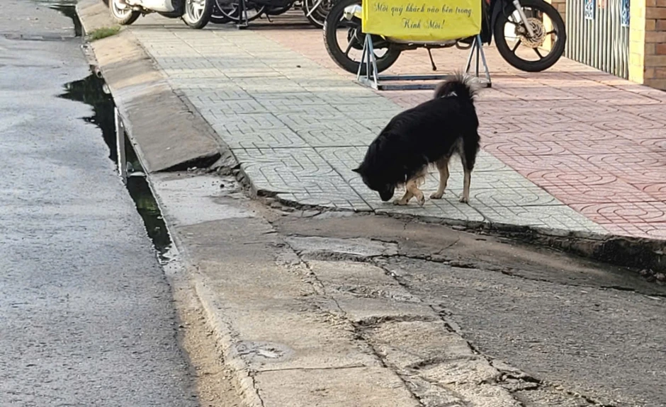 Đồng Tháp: Heo nhà bị bệnh dại do chó vô chủ cắn Đồng Tháp: Heo nhà bị bệnh dại do chó vô chủ cắn