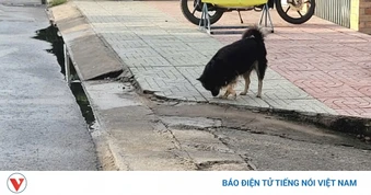Đồng Tháp: Heo nhà bị bệnh dại do chó vô chủ cắn