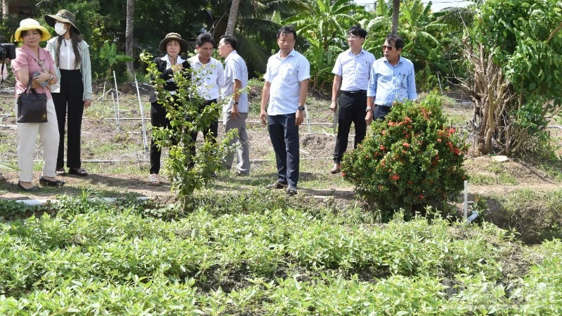 Đồng Tháp khắc phục vườn rau, cây trái sau thiệt hại bất thường Đồng Tháp khắc phục vườn rau, cây trái sau thiệt hại bất thường