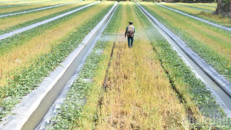 Đồng Tháp khắc phục vườn rau, cây trái sau thiệt hại bất thường Đồng Tháp khắc phục vườn rau, cây trái sau thiệt hại bất thường