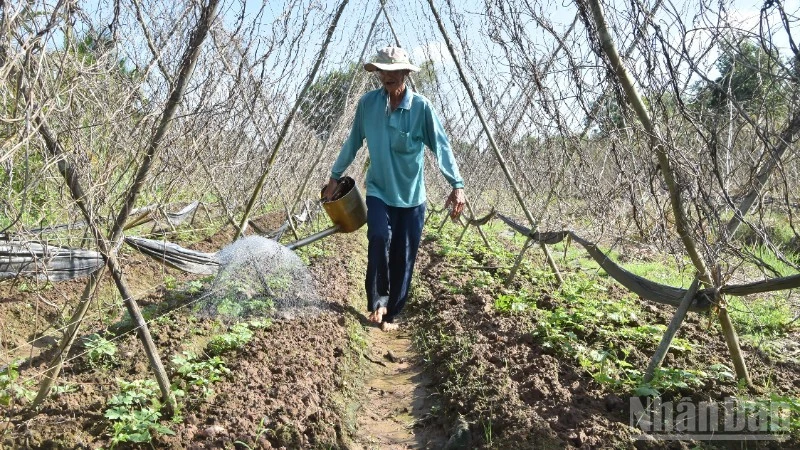 Đồng Tháp khắc phục vườn rau, cây trái sau thiệt hại bất thường Đồng Tháp khắc phục vườn rau, cây trái sau thiệt hại bất thường