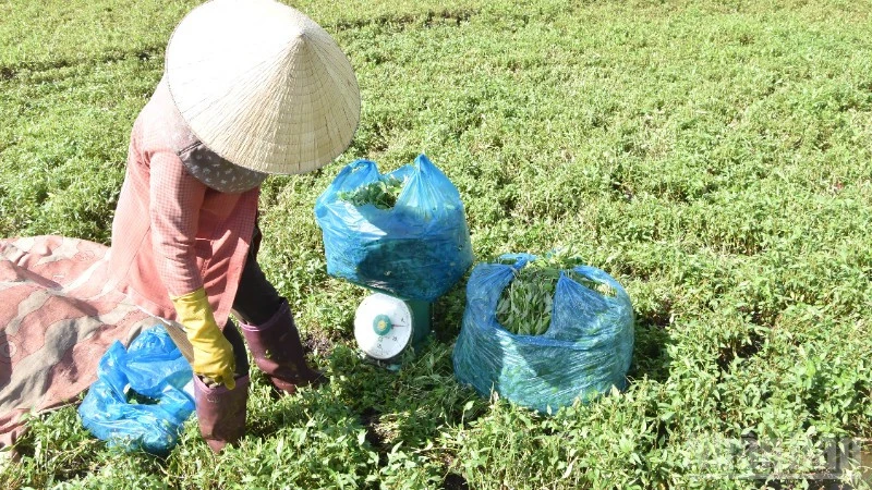 Đồng Tháp khắc phục vườn rau, cây trái sau thiệt hại bất thường Đồng Tháp khắc phục vườn rau, cây trái sau thiệt hại bất thường