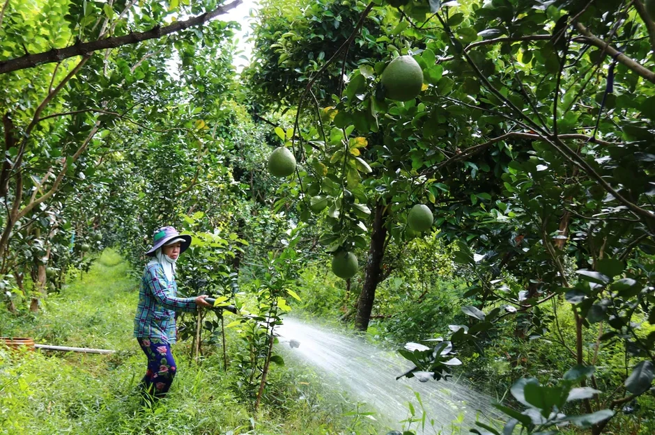 Đồng Tháp, Tây Ninh: Đảm bảo nước ngọt, chủ động ứng phó hiện tượng El Nino Đồng Tháp, Tây Ninh: Đảm bảo nước ngọt, chủ động ứng phó hiện tượng El Nino