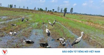 Đồng Tháp thả 20 con Cò Ốc quý hiếm về môi trường tự nhiên