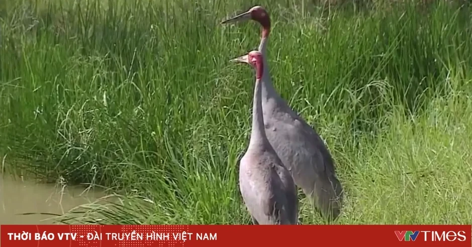 Đồng Tháp tiếp nhận thêm 6 cá thể Sếu đầu đỏ Đồng Tháp tiếp nhận thêm 6 cá thể Sếu đầu đỏ