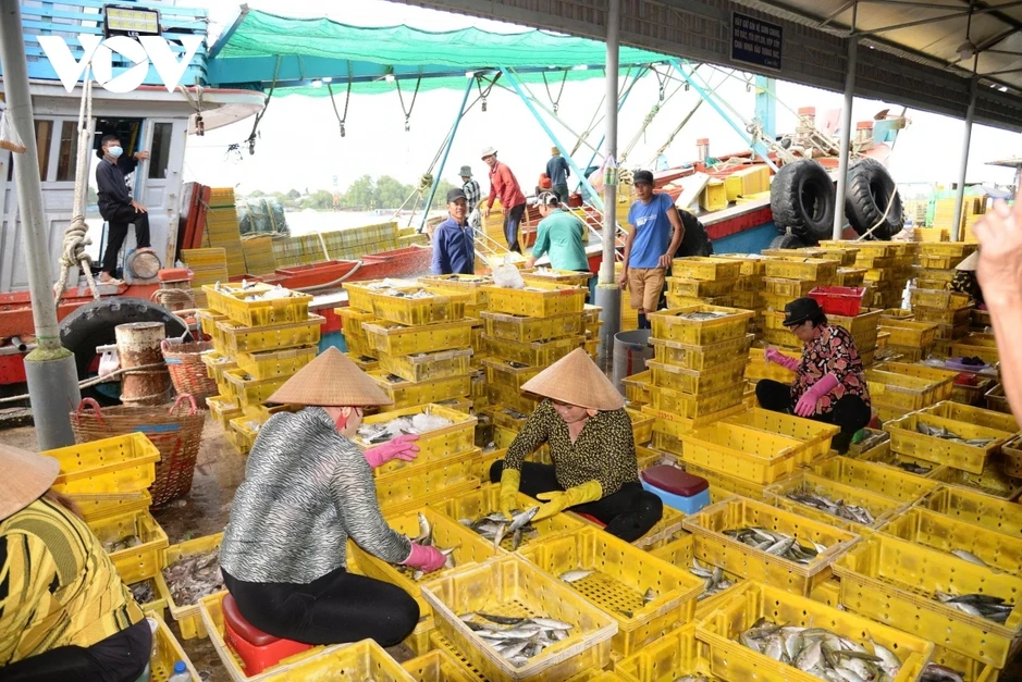Đồng Tháp triển khai số hóa trong quản lý tàu cá để phòng chống vi phạm IUU Đồng Tháp triển khai số hóa trong quản lý tàu cá để phòng chống vi phạm IUU