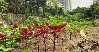 Dự án chậm tiến độ, người dân trồng rau, chuối trên "đất vàng" ở Hà Nội