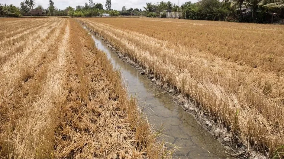 Dự báo khô hạn cục bộ ở Đông Nam bộ và xâm mặn tại ĐBSCL Dự báo khô hạn cục bộ ở Đông Nam bộ và xâm mặn tại ĐBSCL