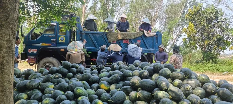 Dưa hấu được mùa, nông dân thấp thỏm tìm đầu ra Dưa hấu được mùa, nông dân thấp thỏm tìm đầu ra
