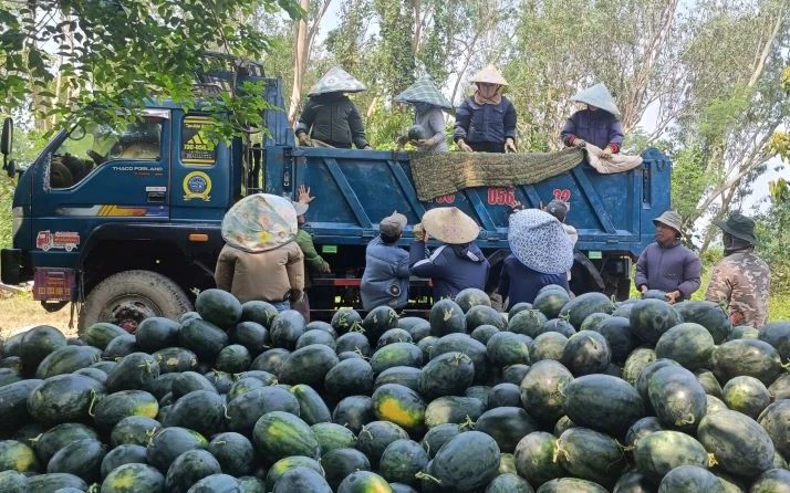 Dưa hấu được mùa, nông dân thấp thỏm tìm đầu ra Dưa hấu được mùa, nông dân thấp thỏm tìm đầu ra