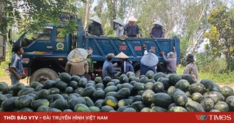 Dưa hấu được mùa, nông dân thấp thỏm tìm đầu ra