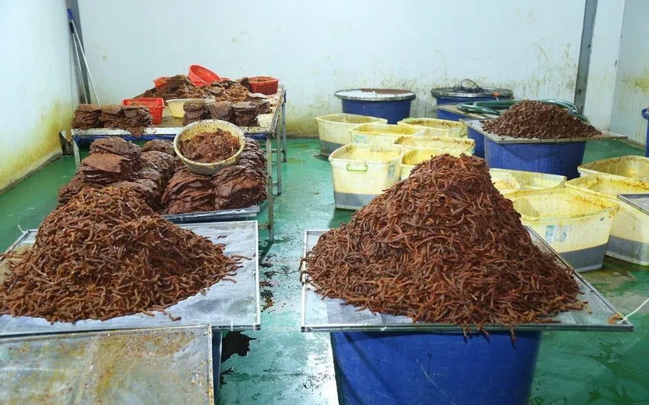 Đường dây biến thịt trâu thành “khô bò”, thu lợi hàng chục tỷ đồng Đường dây biến thịt trâu thành “khô bò”, thu lợi hàng chục tỷ đồng