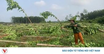 Gần 3.000 trụ tiêu gãy đổ sau cơn mưa lớn kéo dài 3 giờ tại Đồng Nai
