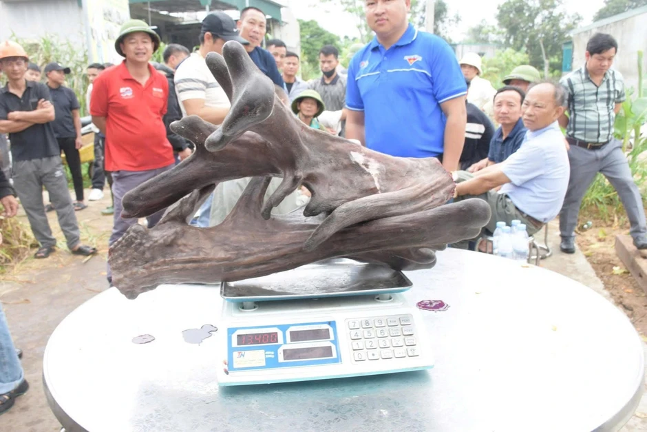 Gây mê để thu hoạch cặp nhung nai 'khủng' hiếm có hơn 13kg Gây mê để thu hoạch cặp nhung nai 'khủng' hiếm có hơn 13kg