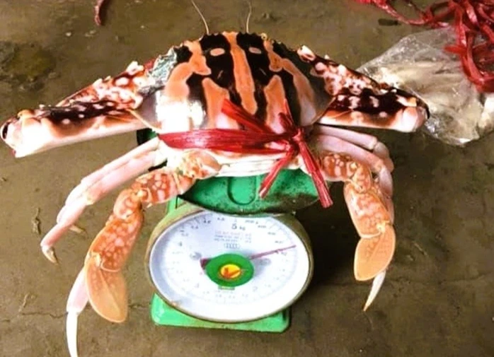 Ghẹ đỏ là hải sản gì mà có giá tới 1,7 triệu đồng/kg ở Sầm Sơn Ghẹ đỏ là hải sản gì mà có giá tới 1,7 triệu đồng/kg ở Sầm Sơn