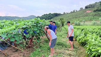 Gia Lai: Dấu ấn màu áo xanh tình nguyện tại Vĩnh Quang