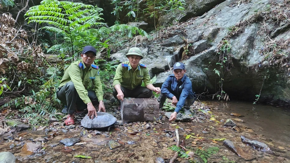 Gia Lai: Thả nhiều cá thể rùa, chim quý vào rừng Kon Ka Kinh Gia Lai: Thả nhiều cá thể rùa, chim quý vào rừng Kon Ka Kinh