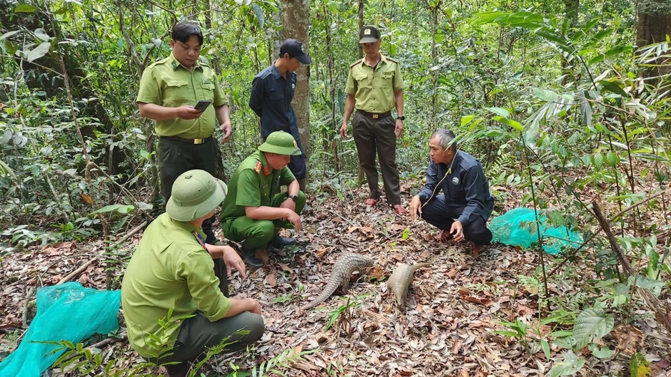 Gia Lai: Thả nhiều cá thể rùa, chim quý vào rừng Kon Ka Kinh Gia Lai: Thả nhiều cá thể rùa, chim quý vào rừng Kon Ka Kinh