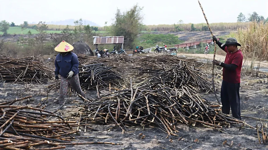 Gia Lai: Thu hoạch mía bị cháy để giảm bớt thiệt hại Gia Lai: Thu hoạch mía bị cháy để giảm bớt thiệt hại