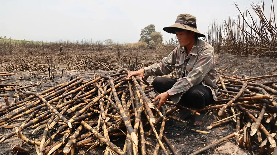 Gia Lai: Thu hoạch mía bị cháy để giảm bớt thiệt hại Gia Lai: Thu hoạch mía bị cháy để giảm bớt thiệt hại