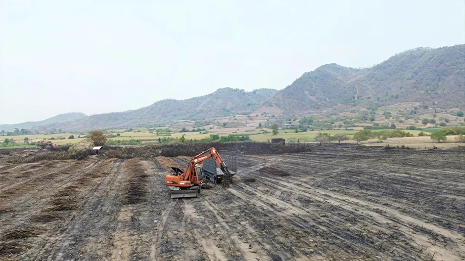 Gia Lai: Thu hoạch mía bị cháy để giảm bớt thiệt hại Gia Lai: Thu hoạch mía bị cháy để giảm bớt thiệt hại