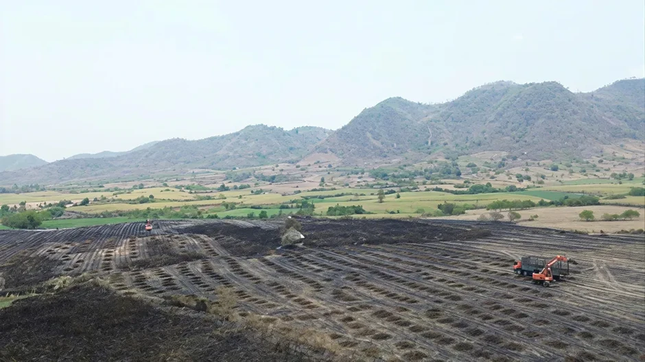Gia Lai: Thu hoạch mía bị cháy để giảm bớt thiệt hại Gia Lai: Thu hoạch mía bị cháy để giảm bớt thiệt hại
