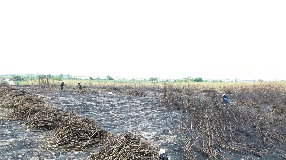 Gia Lai: Thu hoạch mía bị cháy để giảm bớt thiệt hại Gia Lai: Thu hoạch mía bị cháy để giảm bớt thiệt hại