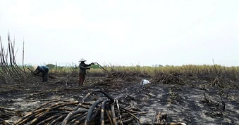 Gia Lai: Thu hoạch mía bị cháy để giảm bớt thiệt hại