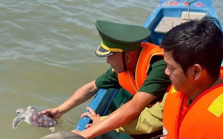 Giải cứu hai cá thể Đồi mồi và Vích bị mắc lưới trên biển Cà Mau Giải cứu hai cá thể Đồi mồi và Vích bị mắc lưới trên biển Cà Mau