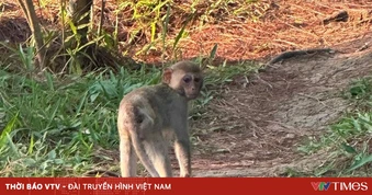 Giải cứu khỉ vàng quý hiếm lạc vào nhà dân ở Lâm Đồng