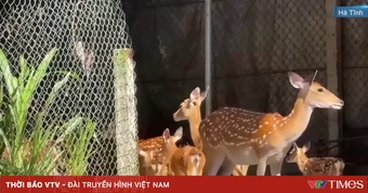 Giải pháp bảo vệ đàn vật nuôi trong cao điểm nắng nóng