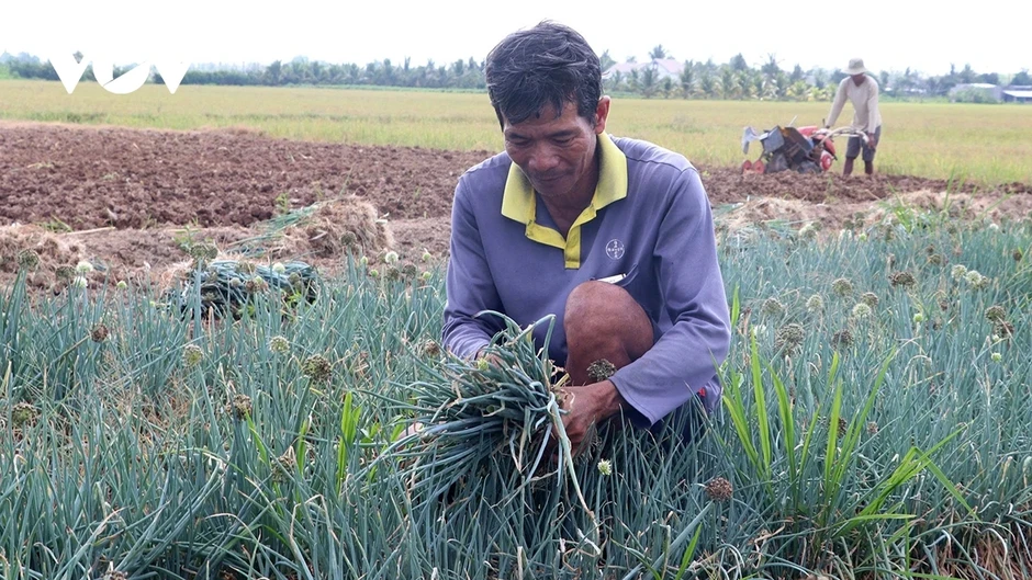 Giảm nghèo bền vững trong vùng đồng bào dân tộc thiểu số ở Cần Thơ Giảm nghèo bền vững trong vùng đồng bào dân tộc thiểu số ở Cần Thơ